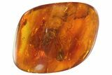 Detailed Fossil Cicada (Hemiptera) In Baltic Amber #93863-1